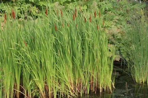 Cattail - Typha