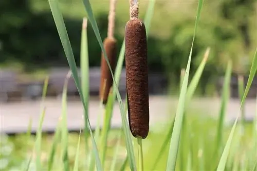 Kedi Kuyruğu - Typha