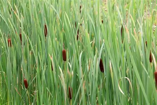 Cattail - Typha