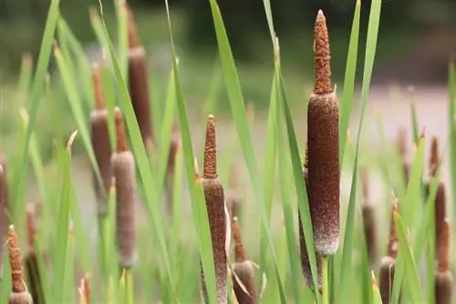 Cattails: pleie fra A-Å - 8 tips for forplantning & kutting