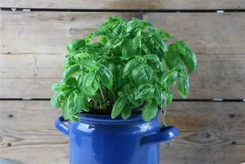 Piga basil