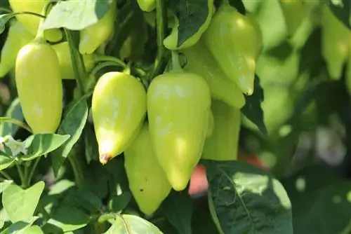 Pilipili - Capsicum