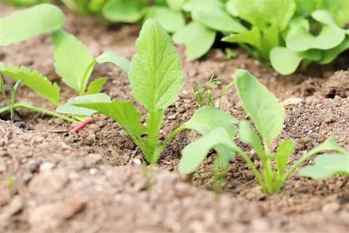 Radishes - Raphanus sativus