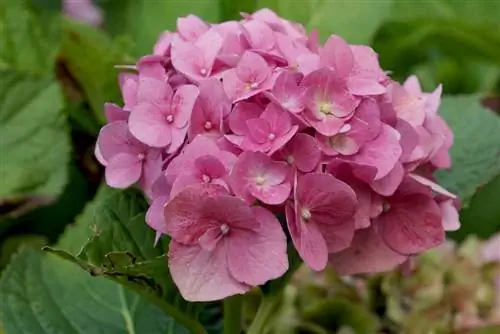 Hortenzie farmářské - hortenzie zahradní - Hydrangea macrophylla