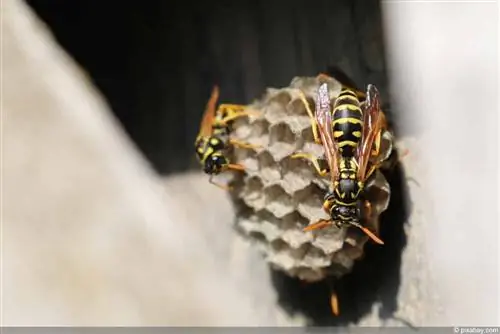 Gaano katagal nananatili ang lason ng wasp sa katawan? Impormasyon tungkol sa lason ng wasp at ang mga epekto nito