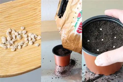 Sementes de tomate - aceleram a germinação