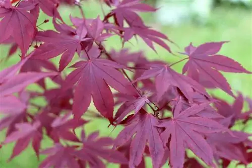 Maple Jepang Jepang - Acer palmatum