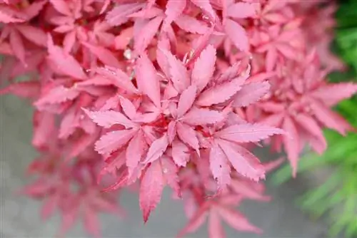 Yapon yapon ağcaqayın - Acer palmatum