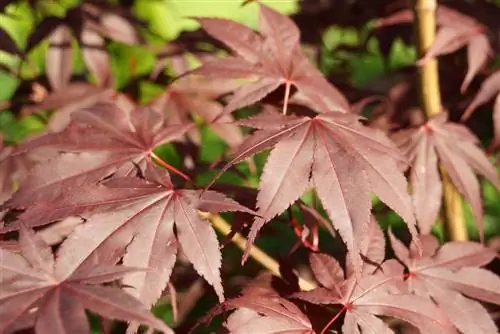 জাপানি জাপানি ম্যাপেল - Acer palmatum