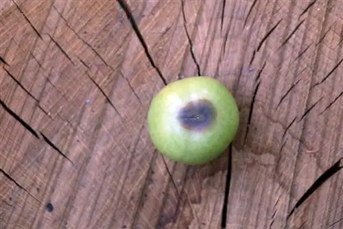 Brown rot tomato blossom end rot