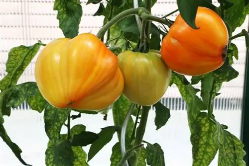 Você pode comer tomates apesar da podridão das pontas das flores? - manchas marrom