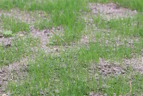 Temps de germinació de la gespa