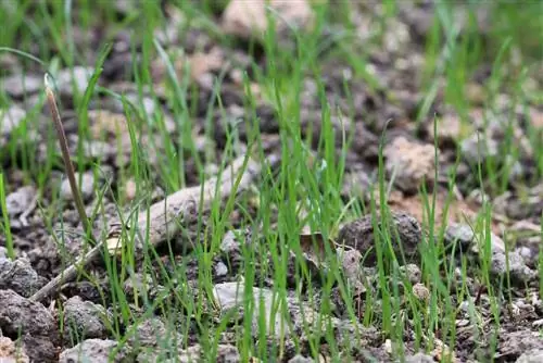 Germination time of lawn in days - Accelerate germination