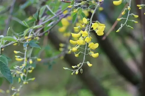 Laburnum - Laburnum anagyroides