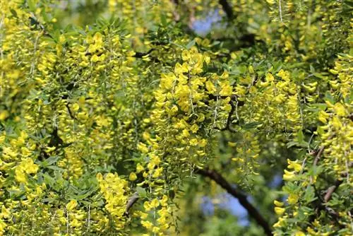 När blommar laburnum? - Början och varaktigheten av blomningsperioden