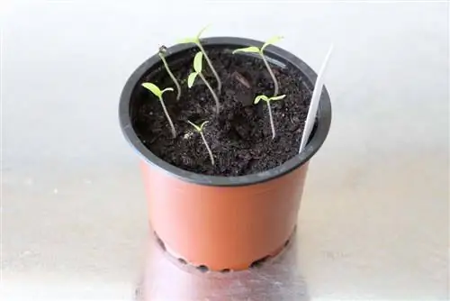 planta de tomate joven