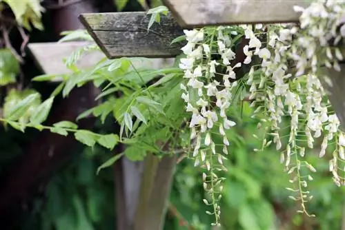 Wisteria - Wisteria blåregn