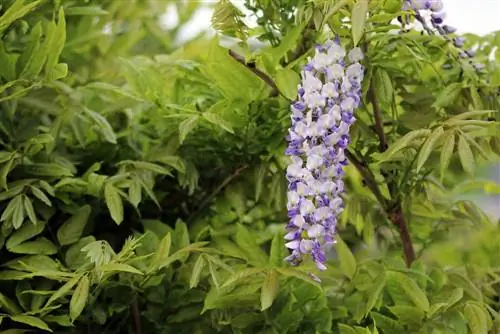 Milloin wisteria kukkii? - Kukinta-ajan alku ja kesto