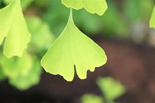 Ginkgo biloba 'Troll' - kiv cua nplooj ntoo