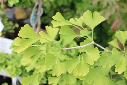 Ginkgo biloba 'Troll' - arbre de fulla de ventall