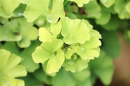 Ginkgo biloba 'Troll' - fan leaf tree