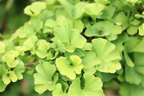 Ginkgo como planta de interior - Árbol de hojas de abanico Ginkgo biloba 'Troll