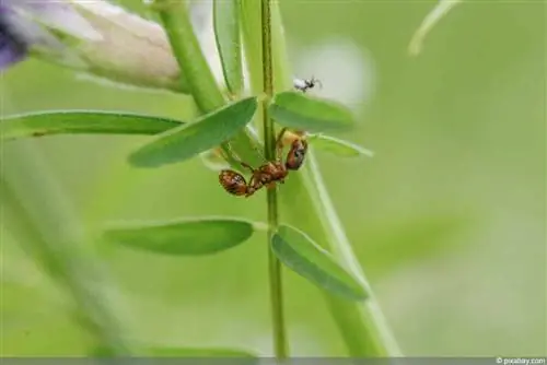 Formiga cortadora de folhas