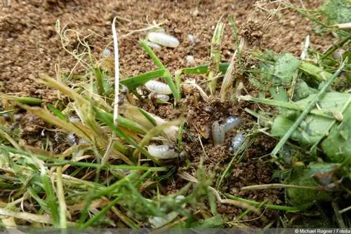 semut rumput biasa - Tetramorium caespitum