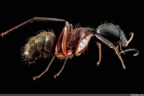 Formiga carpinteira - Camponotus chromaiodes