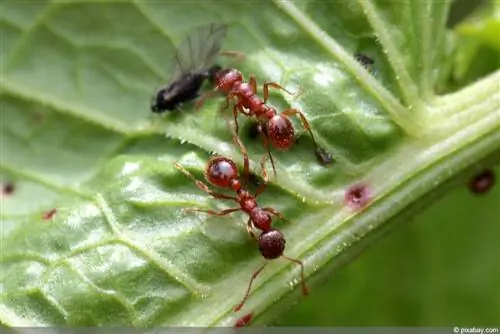 červení mravenci - Myrmica rubra