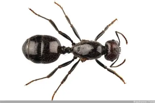 fekete-szürke hangyák - Lasius niger