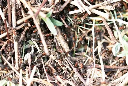 Wood Ant - Formica