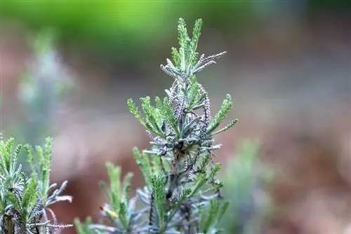 grey saintwort - Santolina chamaecyparissus