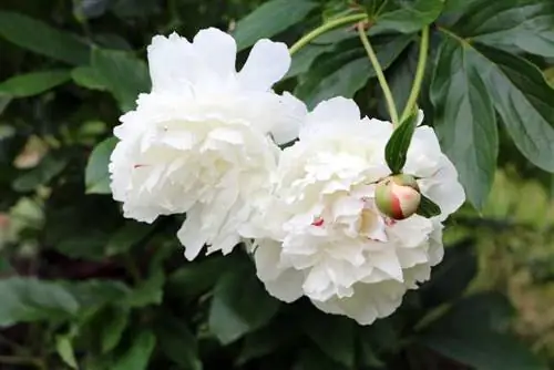 Bijūnas – Bijūnas – Paeonia officinalis