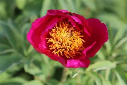 Božur - Peony - Paeonia officinalis