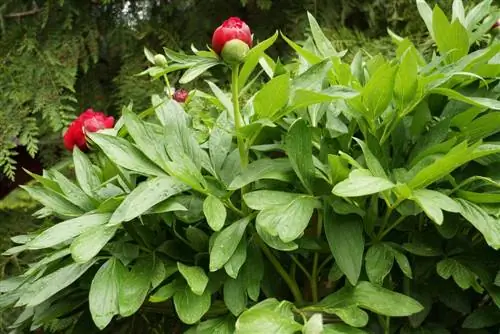 ¿Cuándo florecen las peonías? - Inicio y duración del período de floración