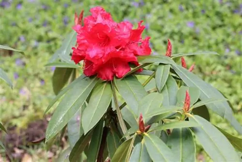 Rhododendron - waktu berbunga