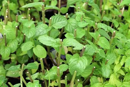 Menta - Mentha piperita