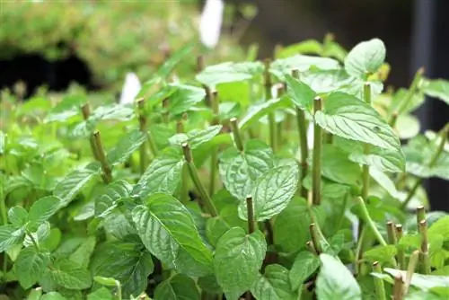 Menta - Mentha piperita