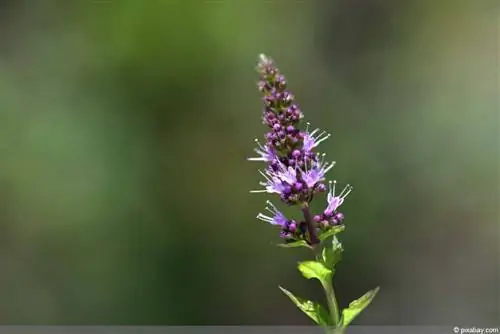 حصاد النعناع عندما يزهر؟ - ما يجب مراعاته مع النعناع