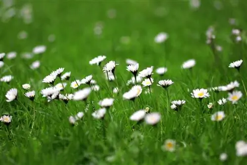 Marguerites - Bellis