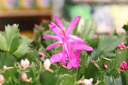 Ompotting av julekaktus: Instruksjoner - Forplante lemmer kaktus