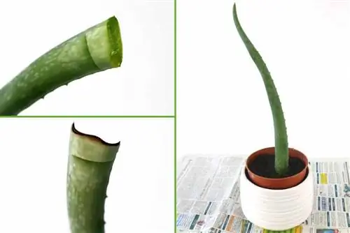 Aloe vera - potaknjenci listov