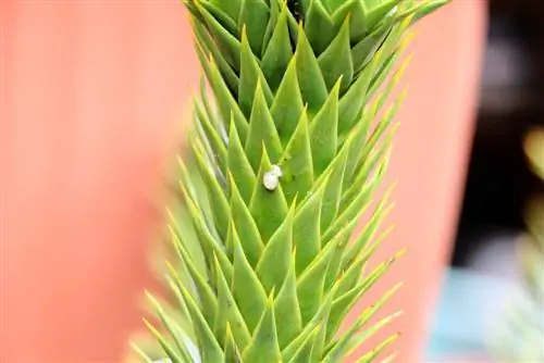 Araucaria araucana, auracia, Andesspar, juweelspar, Chileense araucaria