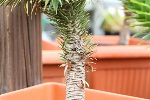 Araucaria araucana, auracia, brad andin, brad bijuterie, araucaria chiliană