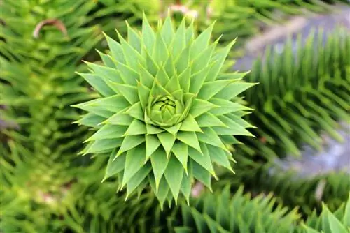 Araucaria araucana, auracia, cemara Andes, cemara permata, araucaria Chile