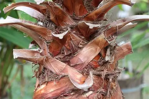 Washington palm - Washington robusta