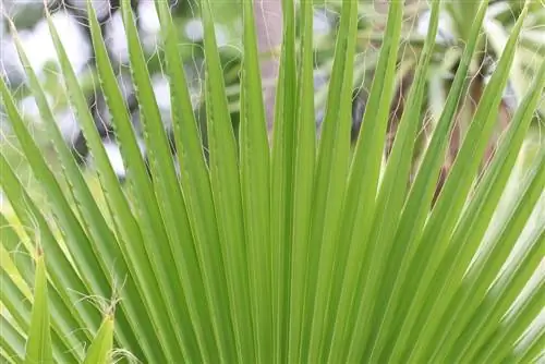 Washington palm - Washington robusta