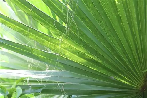 Washington palm: pangangalaga mula A-Z - Overwintering Washingtonia robusta