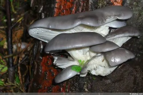 Ostrigar - Pleurotus ostreatus